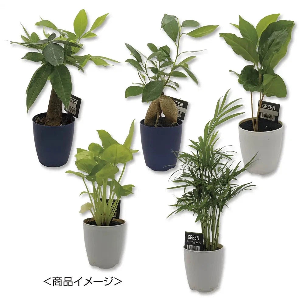 ミニ観葉セレクションおまかせアソート1個、日本製インテリア植物