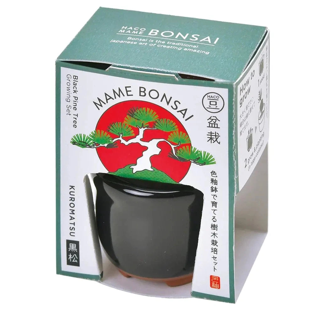 "HACOMAME盆栽1個(黒松)豆鉢で育てる手のひらサイズ日本製陶器"