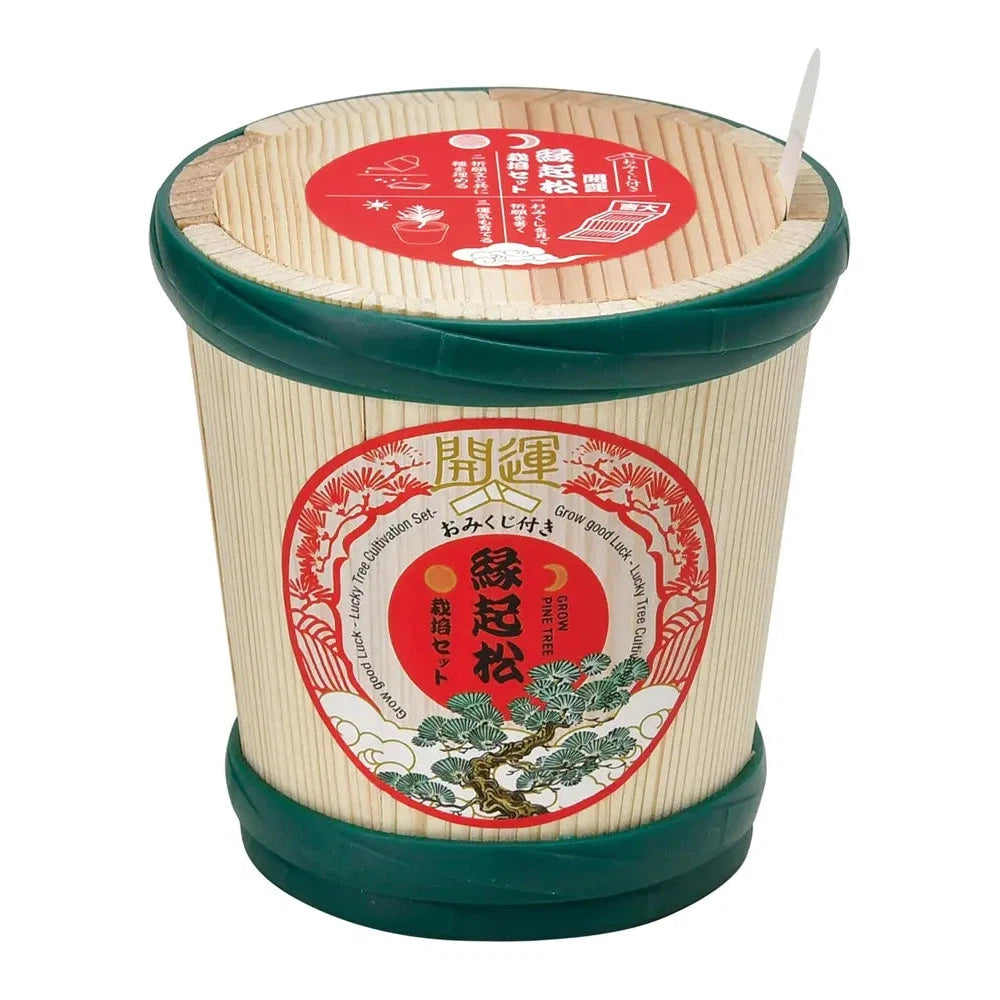 縁起松栽培セット おみくじ付、木製ポットで運勢を見ながら育てる日本製松